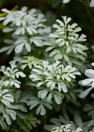 Fresh Rue herb plant in a coconut coir pot, grown by Sow Exotic, showcasing vibrant green leaves of Ruta graveolens.