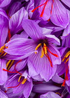 Saffron herb Crocus sativus in a medium coconut coir pot, grown by Sow Exotic, showcasing vibrant saffron flower buds.