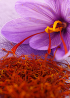 Saffron herb Crocus sativus in a medium coconut coir pot by Sow Exotic, showcasing vibrant saffron flower buds.