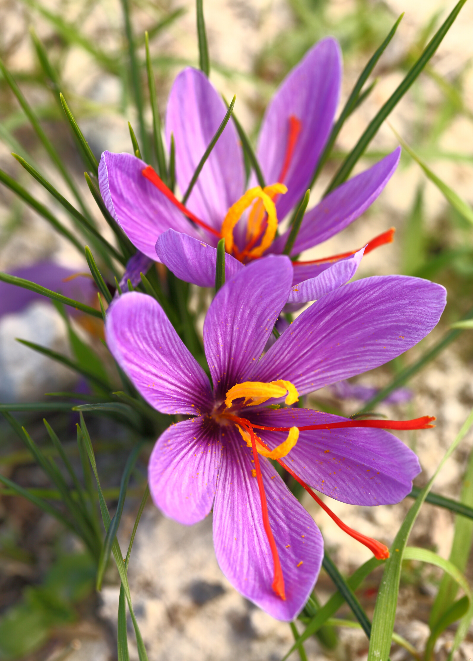 Saffron herb Crocus sativus in a medium coconut coir pot, grown by Sow Exotic, with purple flowers and saffron stigmas visible.