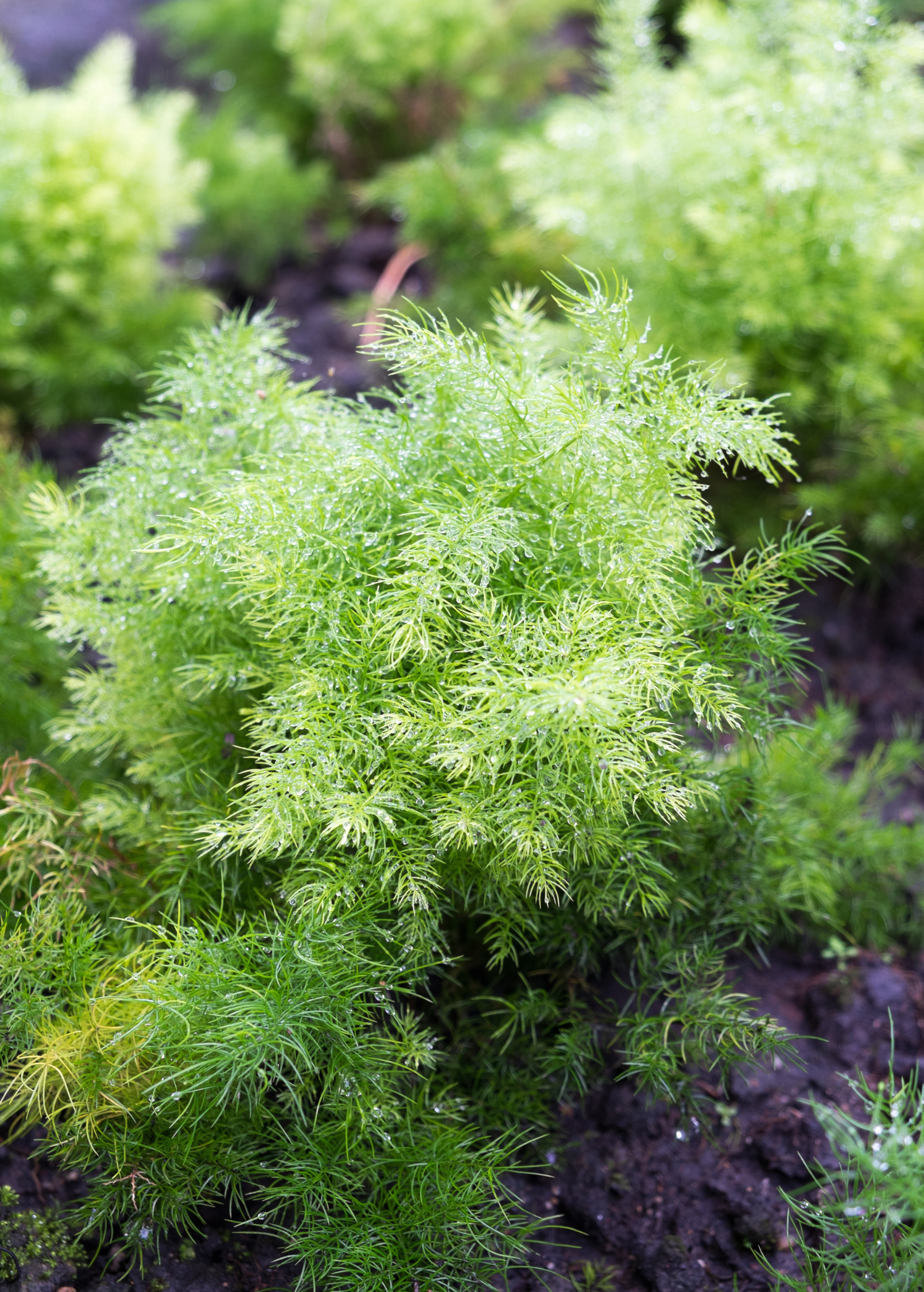 Shatavari herb in a coconut coir pot, showcasing its lush green asparagus-like stems, cultivated by Sow Exotic.
