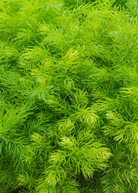 Shatavari herb in coconut coir pot, Sow Exotic brand, showcasing green leafy asparagus racemosus plant.