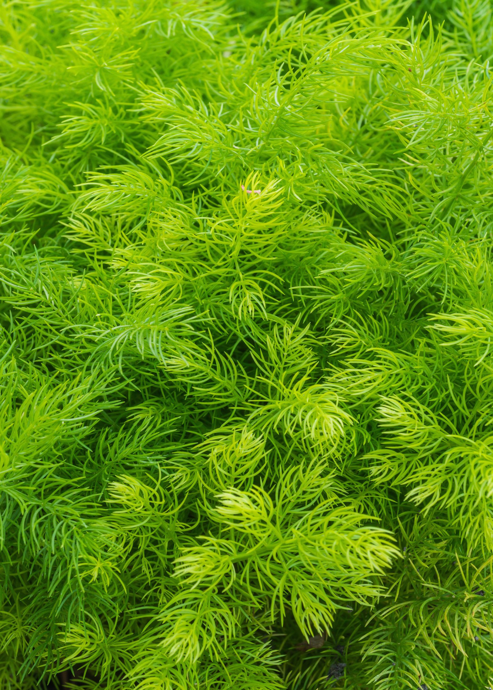 Shatavari herb in coconut coir pot, Sow Exotic brand, showcasing green leafy asparagus racemosus plant.