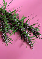 Siberian Motherwort herb in a coconut coir pot, grown by Sow Exotic, with lush green leaves and sturdy stems.