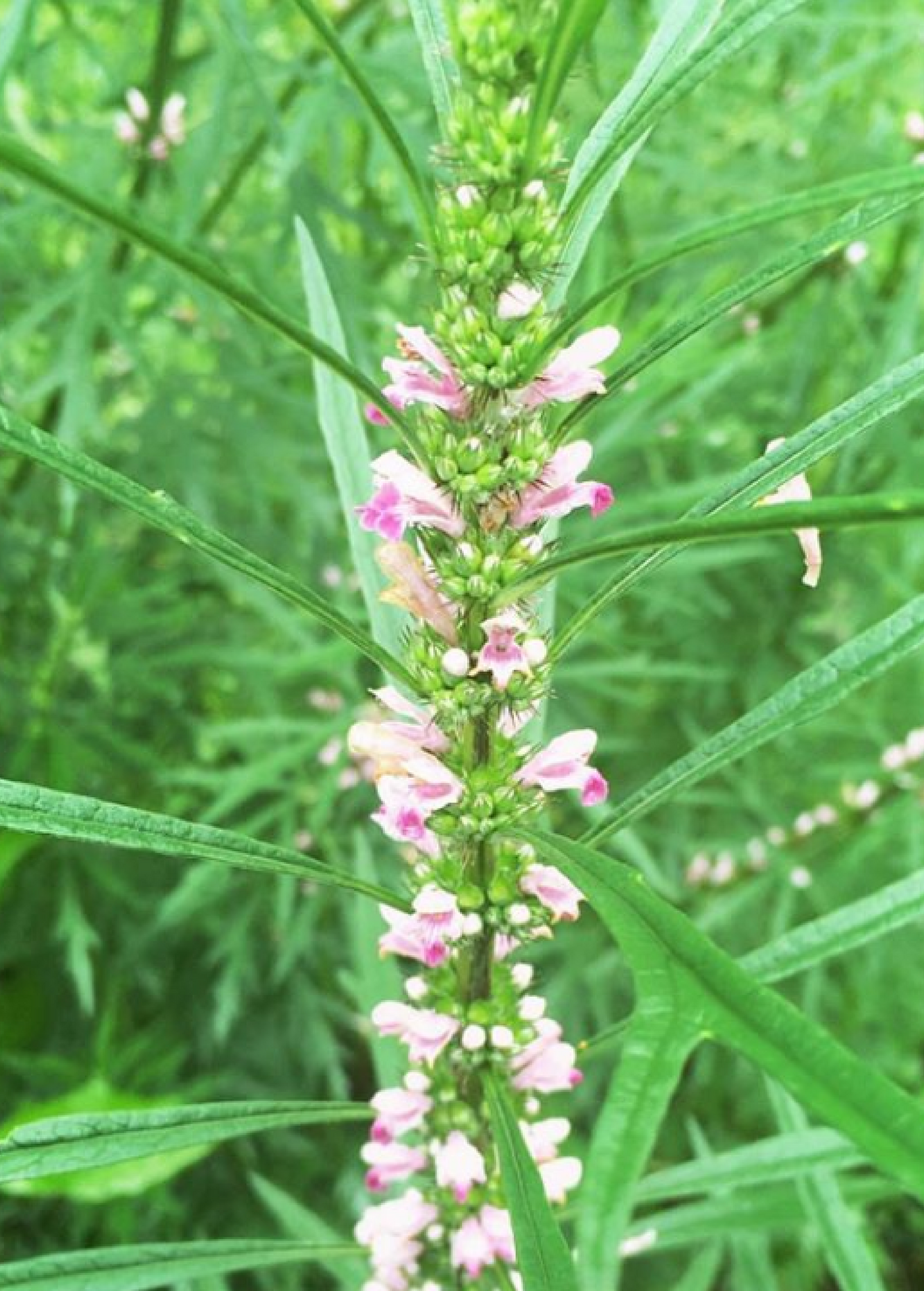Siberian Motherwort herb in a coconut coir pot, grown by Sow Exotic, showcasing green leaves and herb foliage.