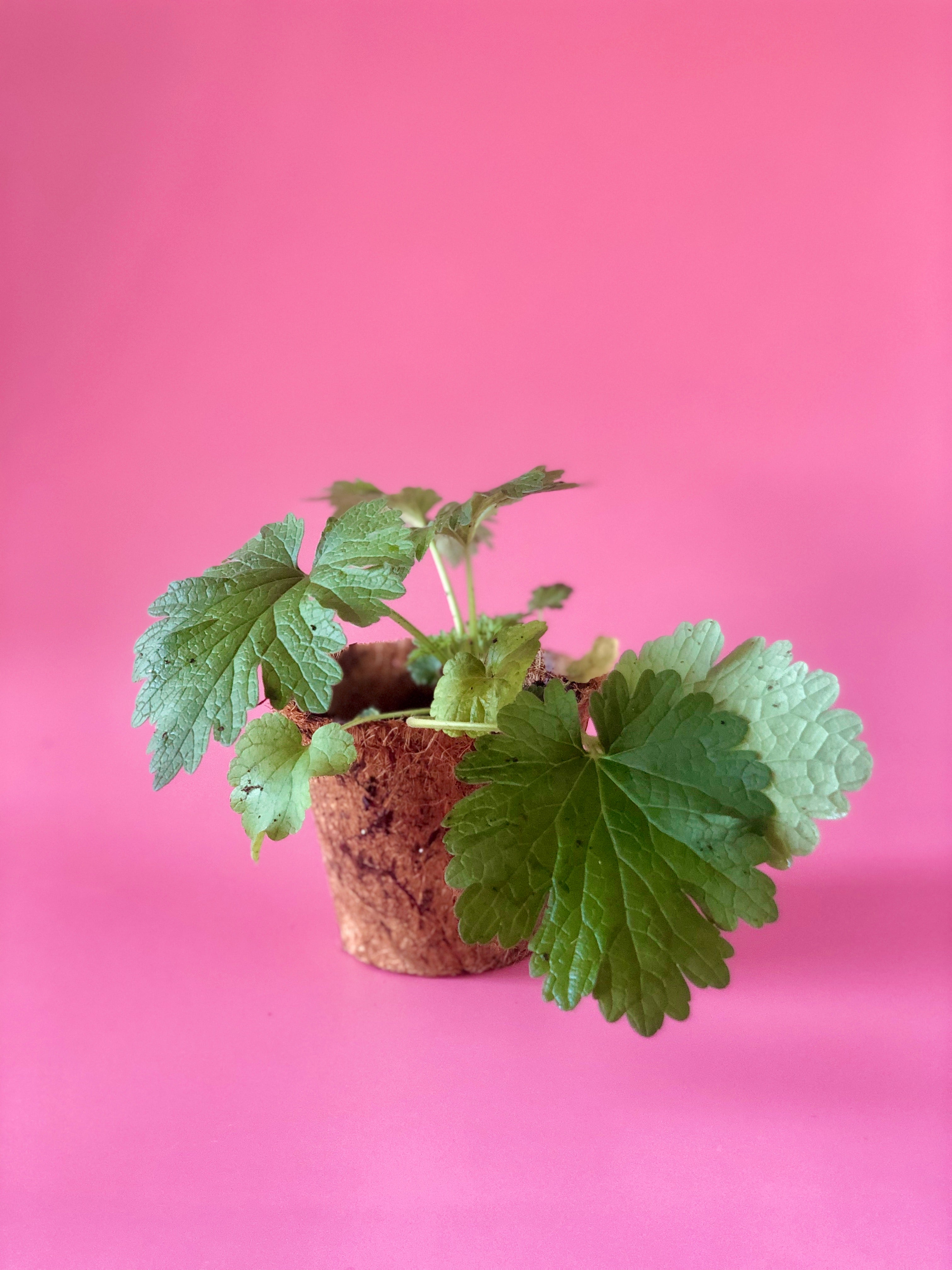 Siberian Motherwort herb in a medium coconut coir pot, showcasing lush green leaves and healthy growth.