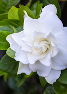 Single Belmont Gardenia Cape Jasmine herb plant in a coconut coir pot, showcasing lush green foliage and healthy growth.