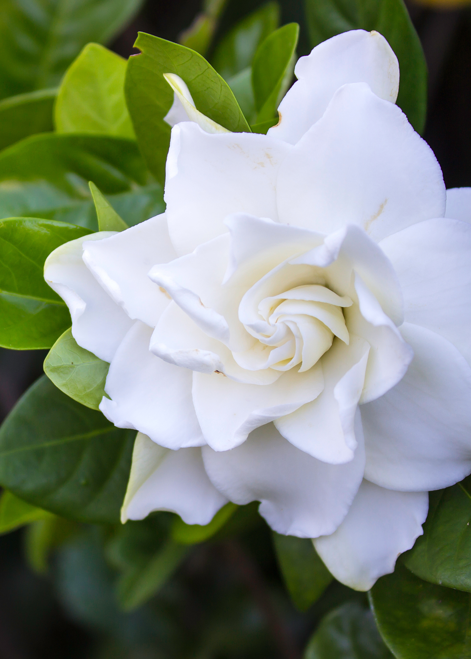 Single Belmont Gardenia Cape Jasmine herb plant in a coconut coir pot, showcasing lush green foliage and healthy growth.