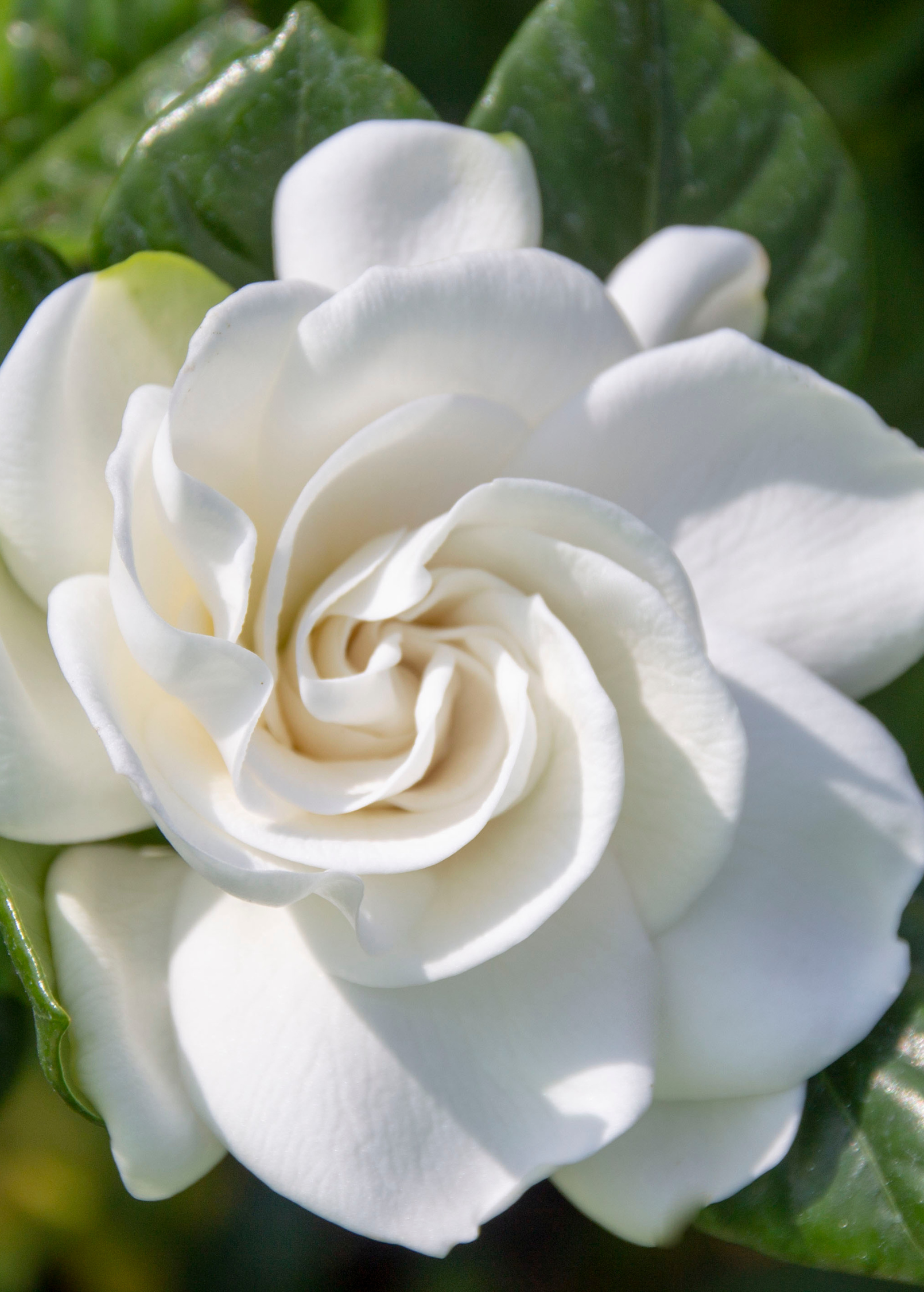 Sow Exotic Belmont Gardenia herb in a coconut coir pot, showcasing lush green foliage and white flowers of Cape Jasmine Gardenia jasminoides