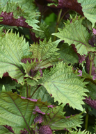 Britton Shiso herb in coconut coir pot, showcasing vibrant green Perilla frutescens var. crispa ‘Britton’ plant from Sow Exotic.