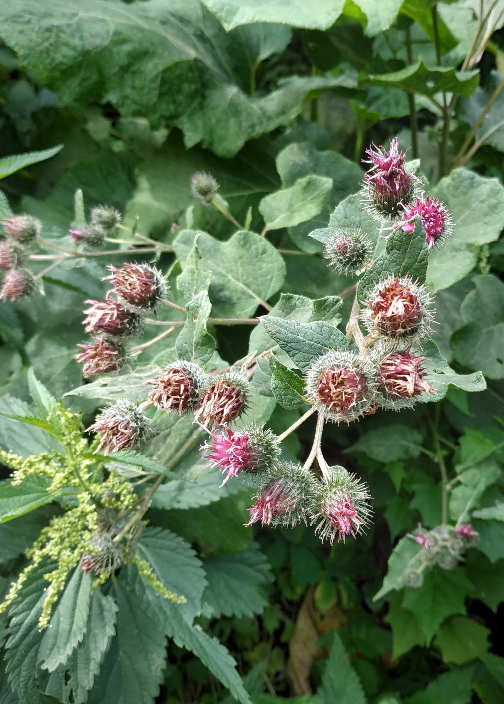 Burdock herb plant in coconut coir pot, Sow Exotic brand, with green leaves and sturdy stem.