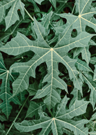 Sow Exotic Chaya Serrated herb plant in coconut coir pot, featuring jagged leaves and vibrant green foliage.