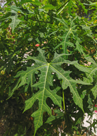 Sow Exotic Chaya herb plant in coconut coir pot, serrated leaves of Cnidoscolus aconitifolius var. serratifolius, healthy and vibrant.