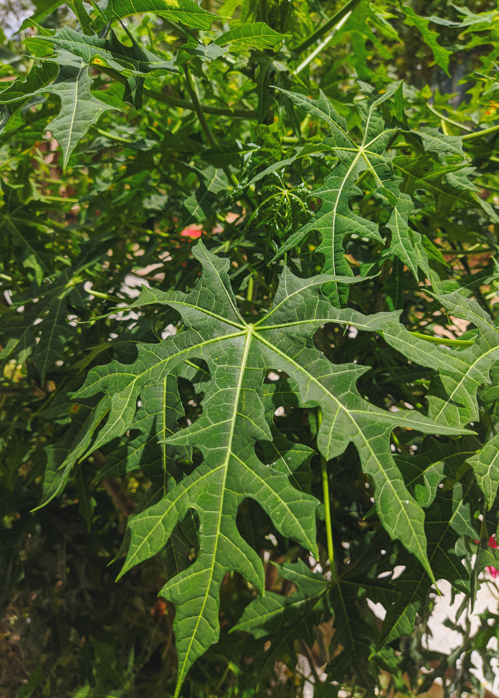 Sow Exotic Chaya herb plant in coconut coir pot, serrated leaves of Cnidoscolus aconitifolius var. serratifolius, healthy and vibrant.