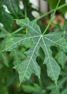 Sow Exotic Chaya Serrated herb plant in coconut coir pot, showcasing green leaves and healthy foliage.