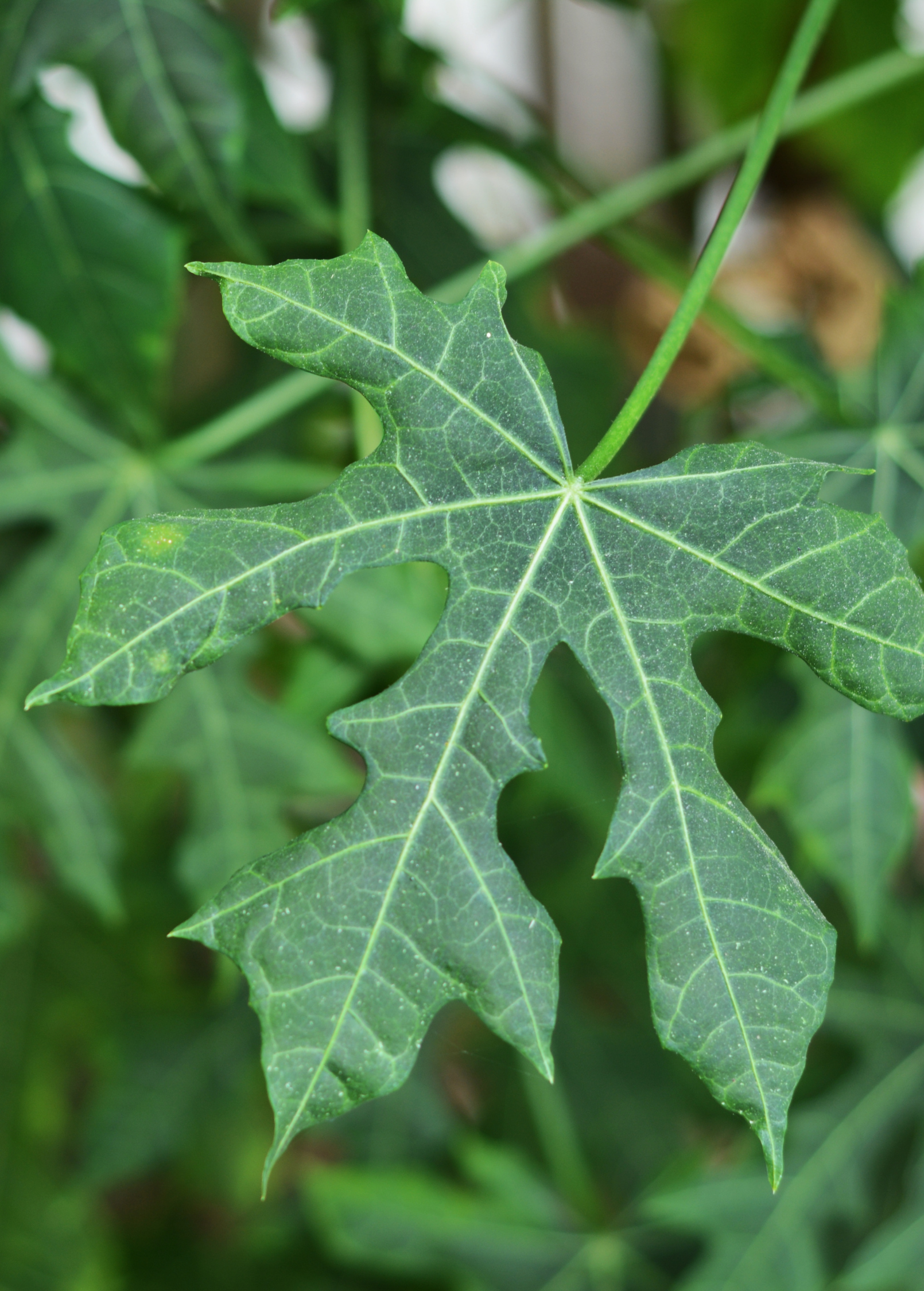 Sow Exotic Chaya Serrated herb plant in coconut coir pot, showcasing green leaves and healthy foliage.