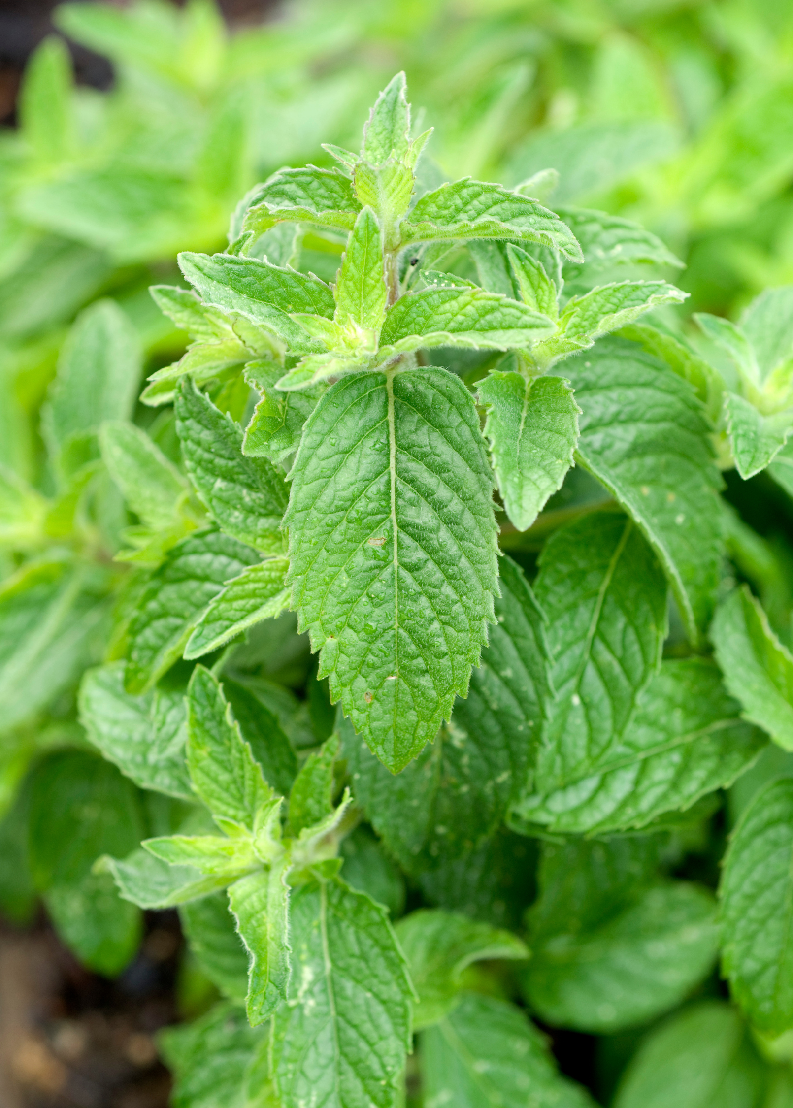 Chinese Mint Bo-He herb in a coconut coir pot, healthy green Mentha haplocalyx plant, grown by Sow Exotic.