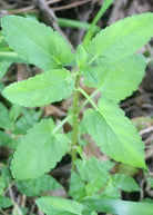 Florida Native Betony herb in a coconut coir pot, showcasing green foliage and healthy growth, by Sow Exotic.