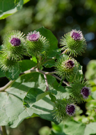 Healthy Greater Burdock herb plant in a coconut coir pot, grown by Sow Exotic, showcasing its broad leaves and sturdy stems.