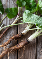 Greater Burdock herb plant in coconut coir pot, grown by Sow Exotic, showcasing lush green leaves and healthy roots.