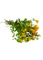 Single Mexican Tarragon herb plant in coconut coir pot by Sow Exotic, featuring lush green leaves and healthy growth