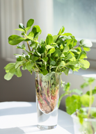 Fresh Purslane herb in a coconut coir pot, healthy green Portulaca oleracea plant from Sow Exotic.