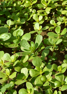 Purslane herb in a coconut coir pot, healthy green Portulaca oleracea plant from Sow Exotic.