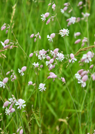 Sculpit herb (Silene inflata) in a coconut coir pot, showcasing lush green foliage and delicate flowers.