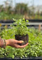 Single potted Spearmint herb (Mentha spicata) in a coconut coir pot from Sow Exotic, fresh green leaves on the plant