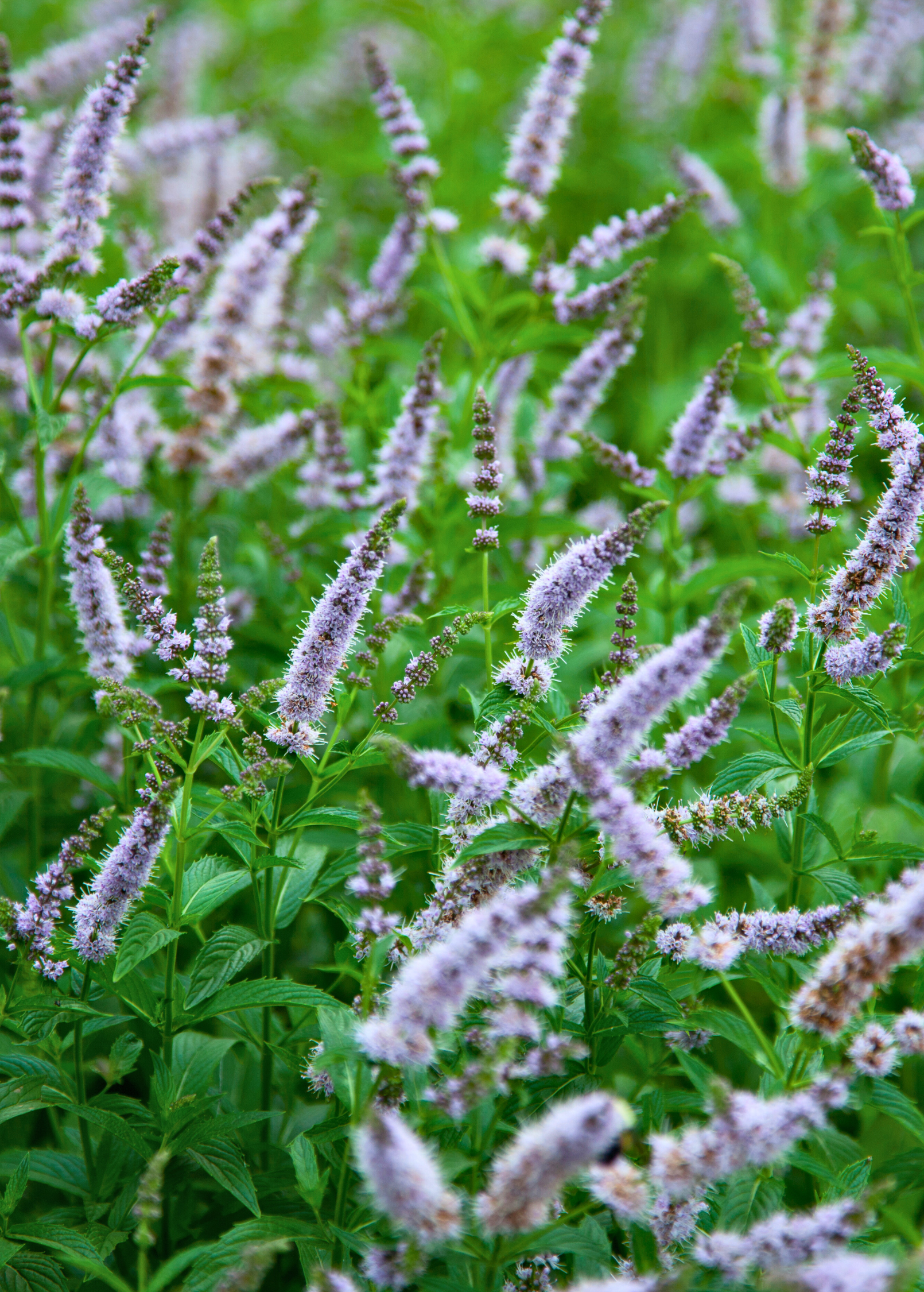 Fresh Spearmint herb plant in a coconut coir pot, grown by Sow Exotic, with vibrant green leaves of Mentha spicata.