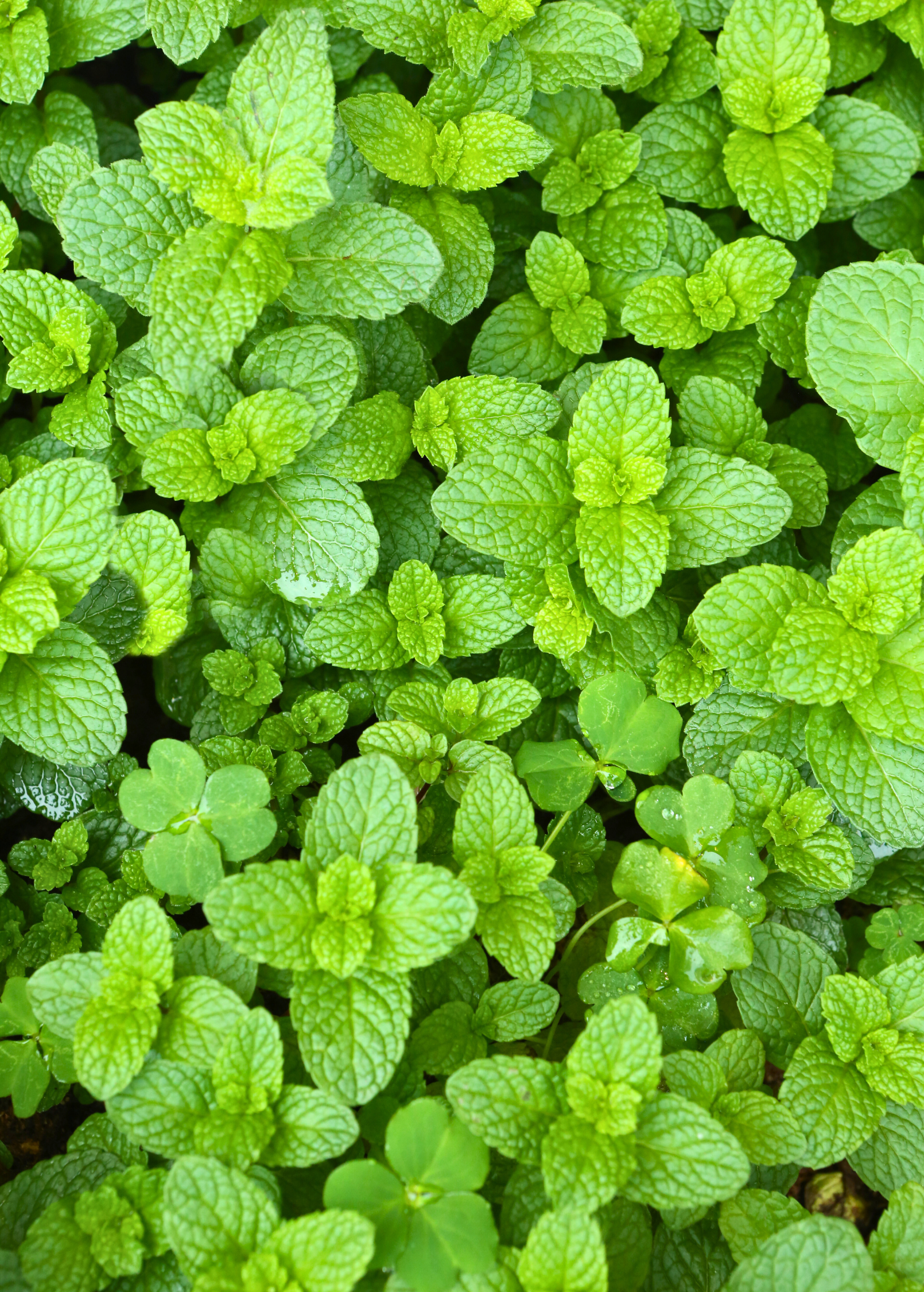 Fresh spearmint herb plant in a coconut coir pot, grown by Sow Exotic, with vibrant green leaves and healthy stems.
