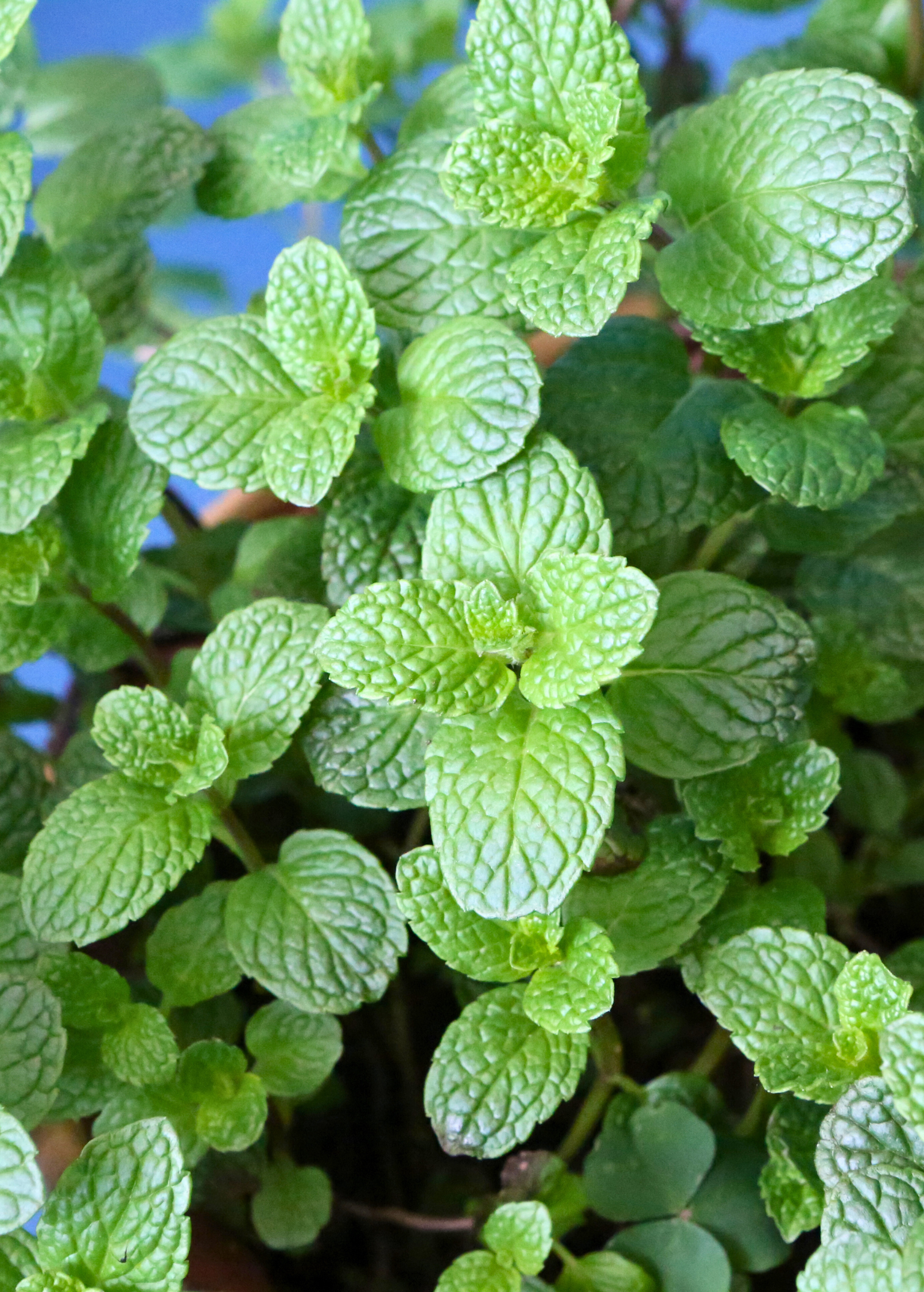 Fresh spearmint herb plant in a coconut coir pot, grown by Sow Exotic, showcasing vibrant green Mentha spicata leaves.