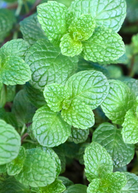 Fresh Spearmint herb plant in a coconut coir pot, grown by Sow Exotic, with vibrant green leaves and healthy growth.