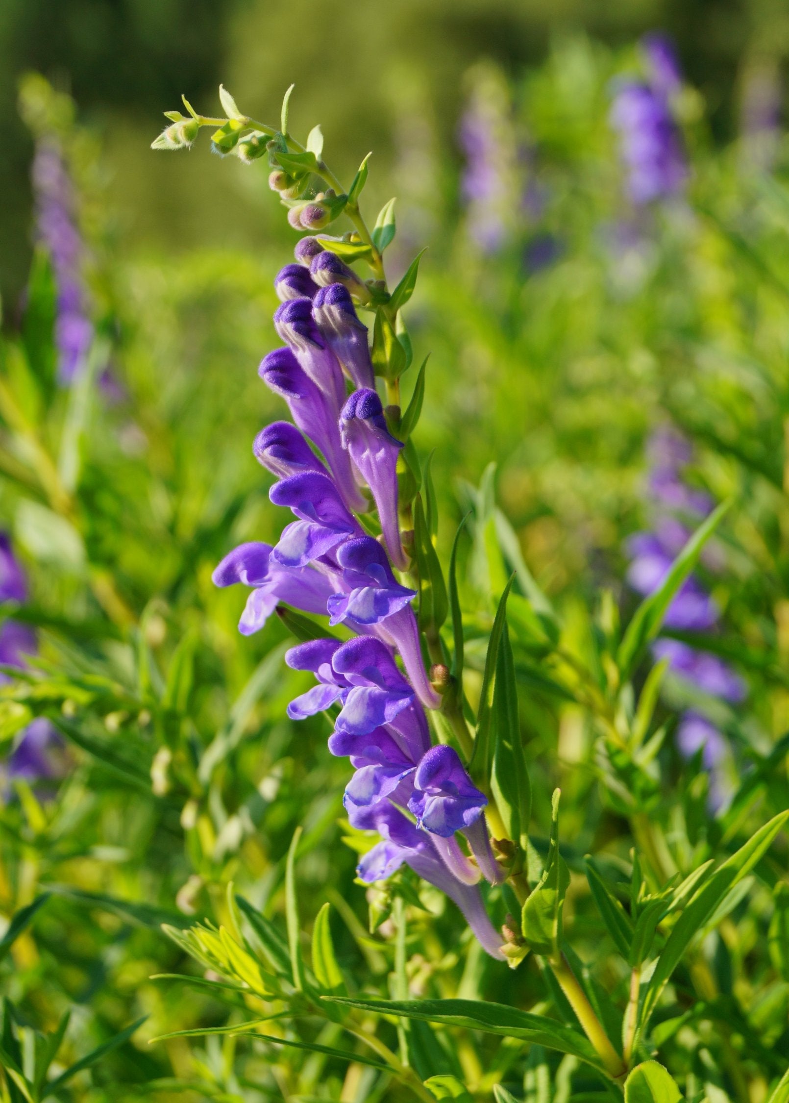 Herb Skullcap (Scutellaria lateriflora) in a medium coconut coir pot, cultivated by Sow Exotic.