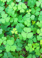 Sushni herb (Marsilea minuta) planted in a coconut coir pot, showcasing lush green foliage, by Sow Exotic.