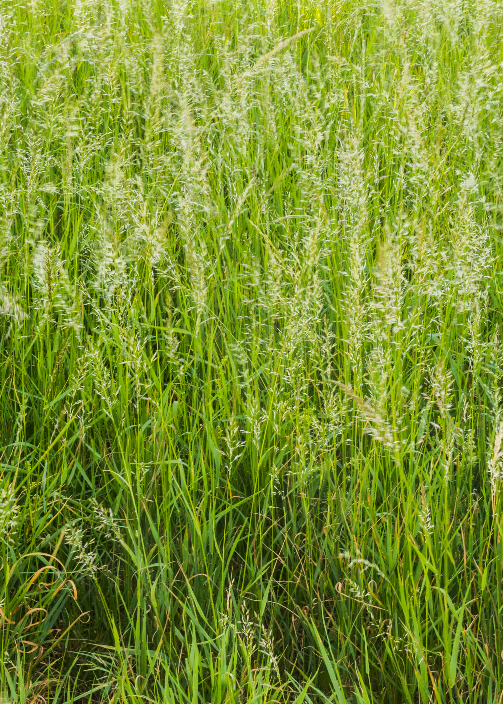 Sweetgrass herb in a coconut coir pot, showing lush green leaves and natural growth from Sow Exotic.