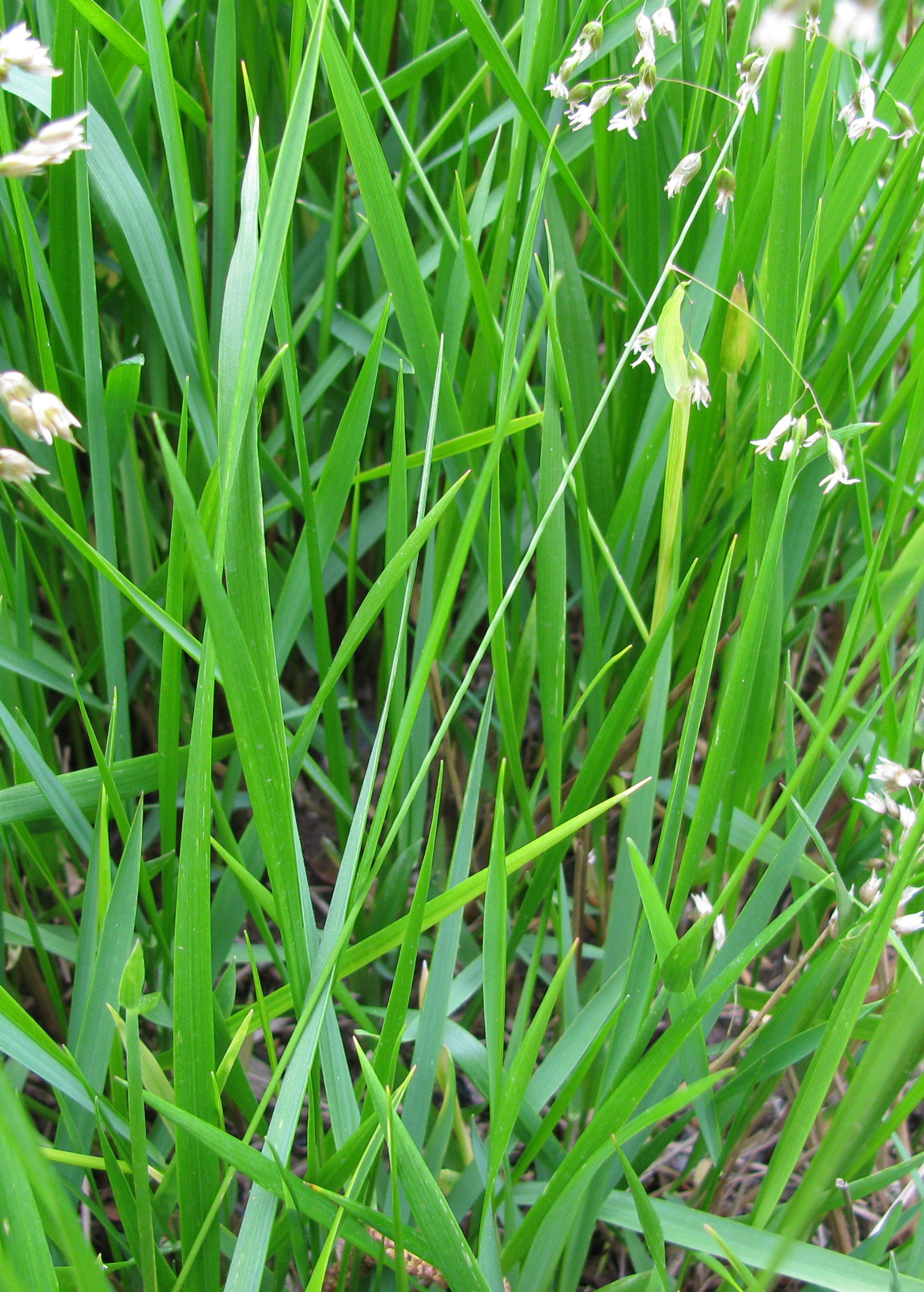 Sweetgrass herb in a medium coconut coir pot, showcasing its lush green blades and aromatic appearance.