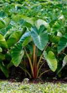 Red Taro herb plant in a coconut coir pot by Sow Exotic, showcasing vibrant leaves and lush foliage.