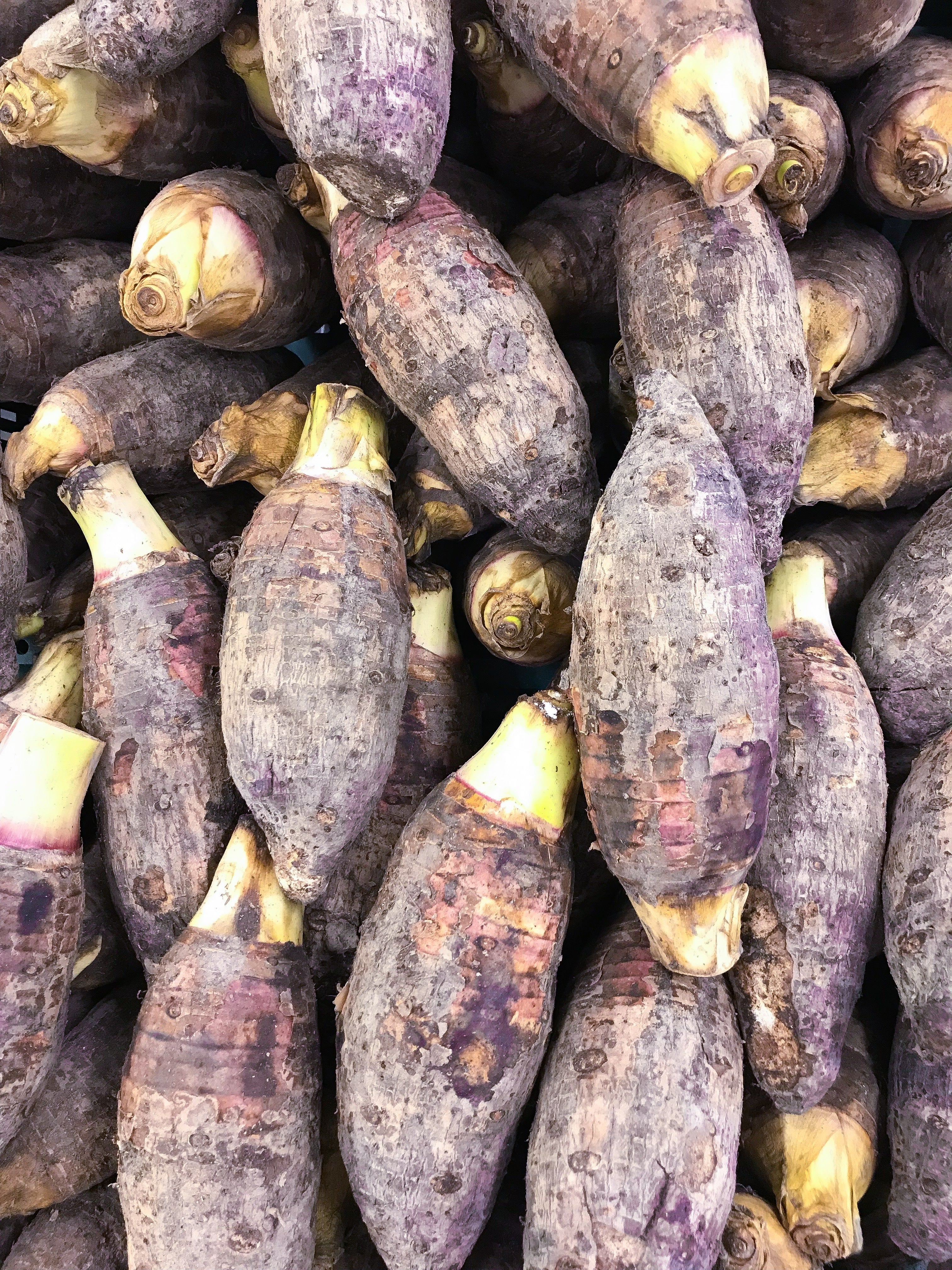 Red Taro herb in a coconut coir pot, showcasing lush green leaves and vibrant red stems, from Sow Exotic.