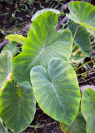 Red Taro herb in a coconut coir pot, showcasing lush green leaves and vibrant red stems from Sow Exotic.