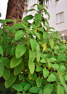 Herb plant in coconut coir pot, Plectranthus barbatus, also known as Toilet Paper Plant, by Sow Exotic.