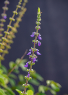 Herb potted Toilet Paper Plant (Plectranthus barbatus) in coconut coir pot, healthy green foliage, Sow Exotic brand.