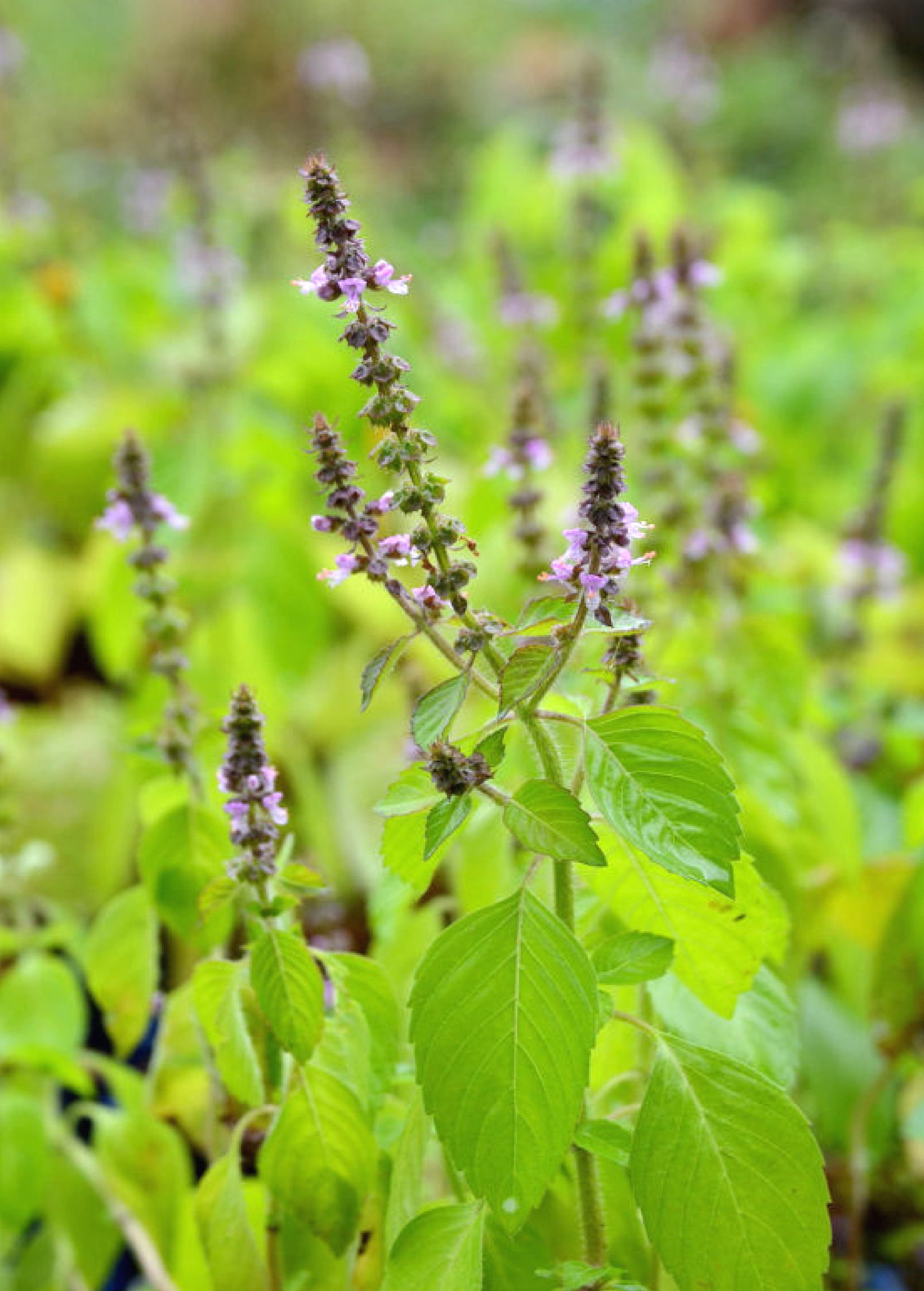 Healthy Tulsi 'Rama' basil herb in a coconut coir pot, grown by Sow Exotic, with lush green leaves and compact growth.