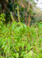 Sow Exotic Tulsi 'Vana' herb in a coconut coir pot, showing lush green leaves of Ocimum gratissimum plant.