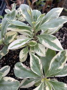 Variegated Jewels of Opar herb in coconut coir pot, showcasing vibrant green and cream variegated leaves, from Sow Exotic.