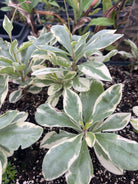 Variegated Jewels of Opar herb in coconut coir pot, showing green and white variegated leaves, cultivated by Sow Exotic.
