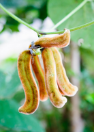 Velvet Bean herb (Mucuna pruriens) in a medium coconut coir pot, grown by Sow Exotic, with green foliage and healthy leaves.