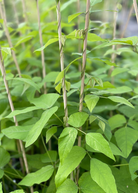 Velvet Bean (Mucuna pruriens) herb in a medium coconut coir pot, grown by Sow Exotic, with lush green foliage.