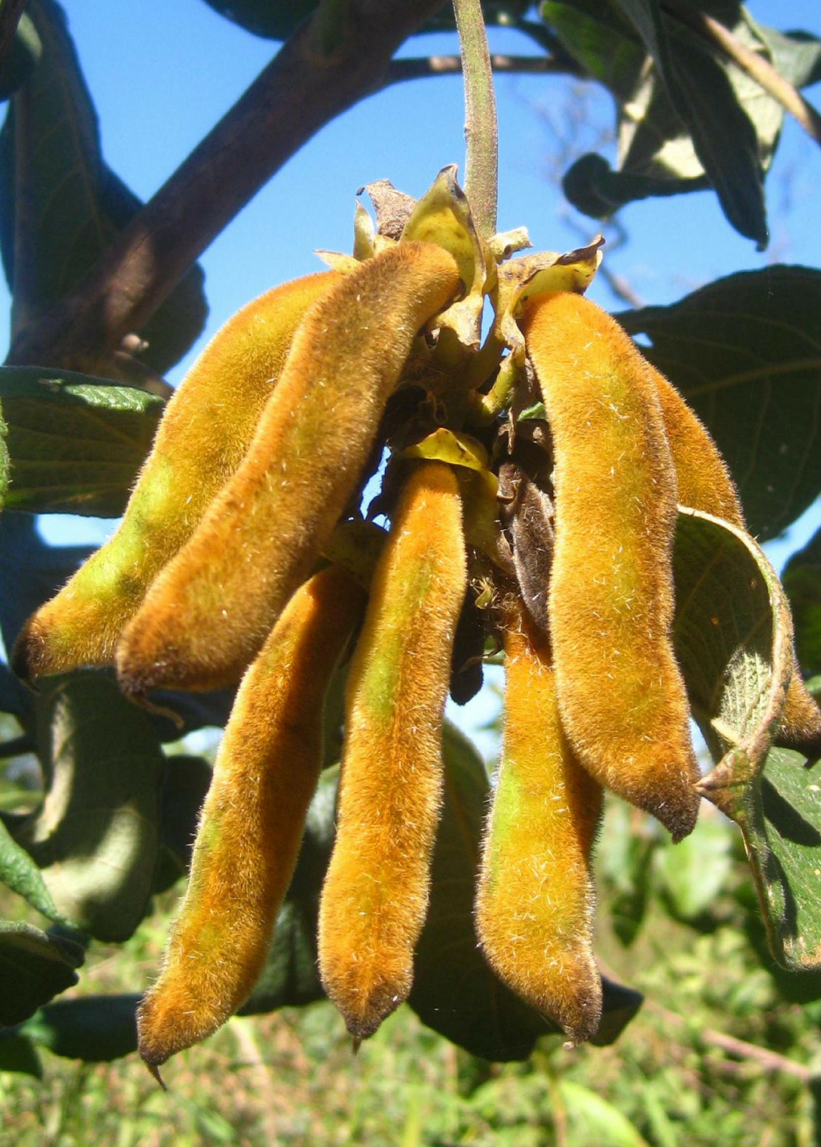 Velvet Bean herb (Mucuna pruriens) in a medium coconut coir pot, grown by Sow Exotic.