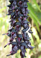 Velvet Bean herb (Mucuna pruriens) in a medium coconut coir pot, grown and ready for planting.